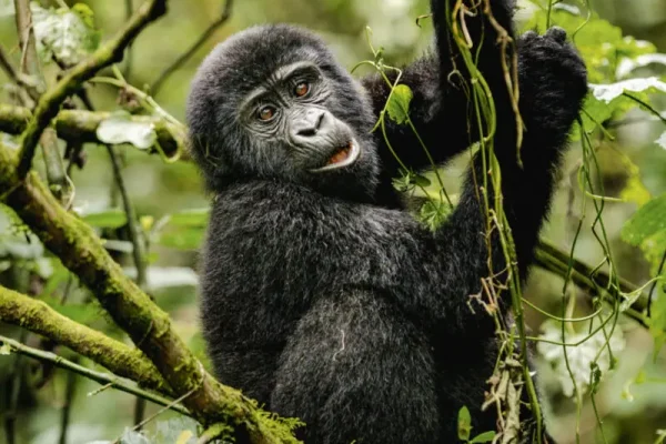 hotels-and-safari-companies-websites
