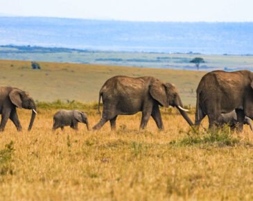 how-seo-can-grow-your-tourism-business-in-uganda