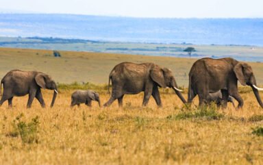 how-seo-can-grow-your-tourism-business-in-uganda