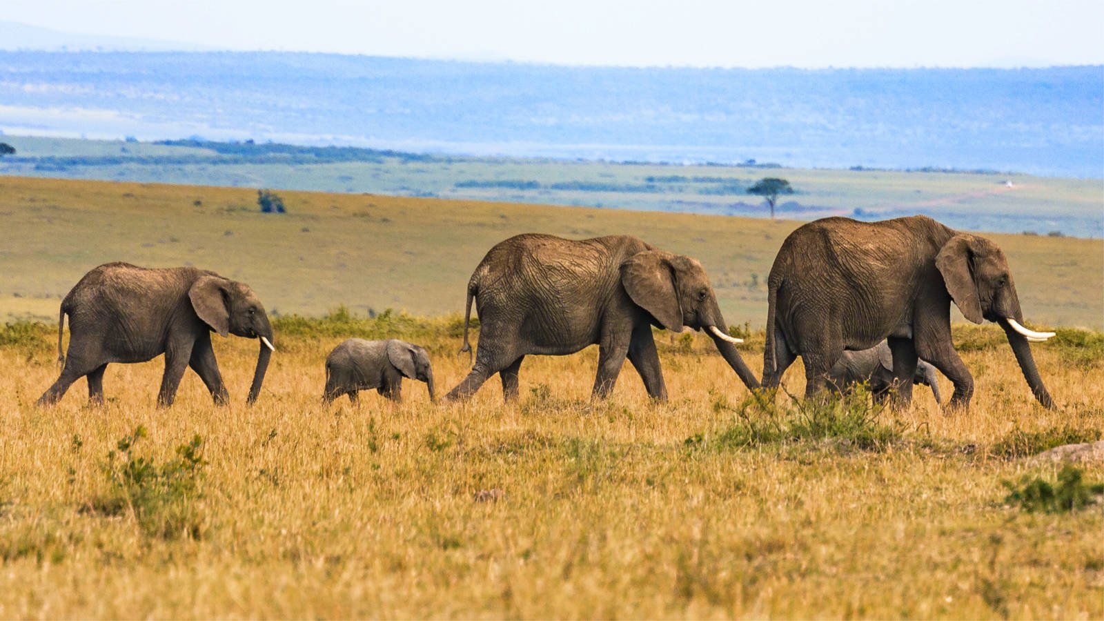 how-seo-can-grow-your-tourism-business-in-uganda